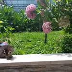Petra Σπίτι διακοπών